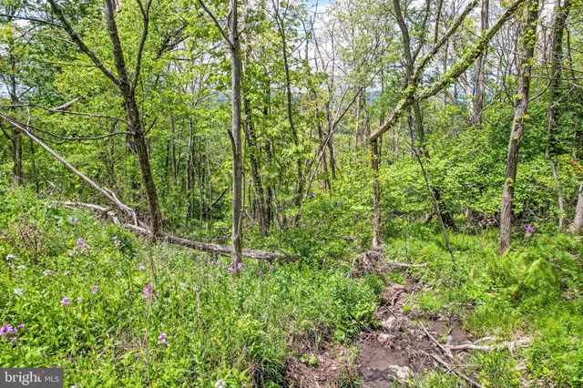a view of a dry yard