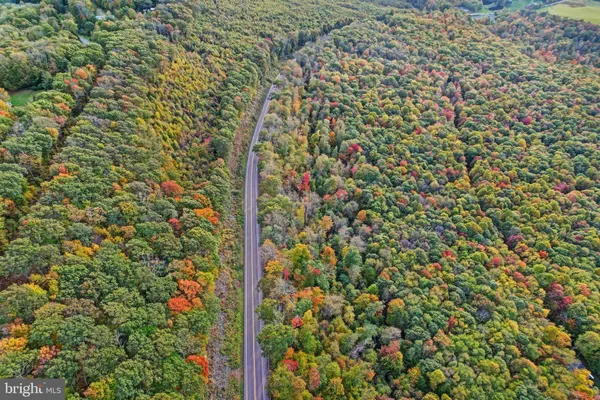 a view of forest