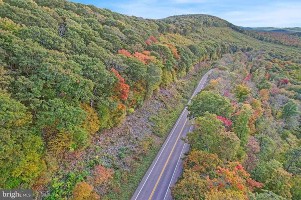 a view of a forest