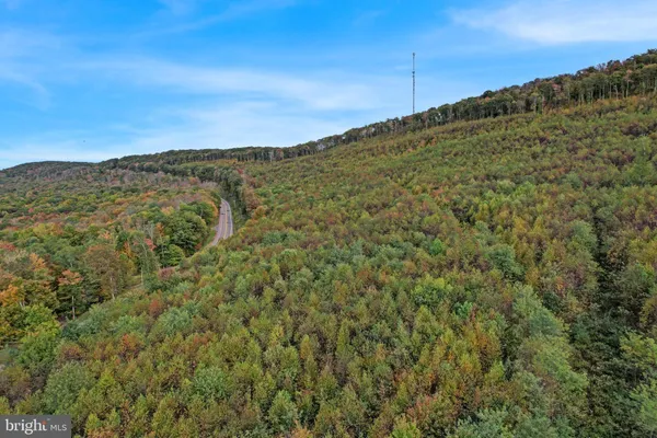 a view of a yard with plants and trees