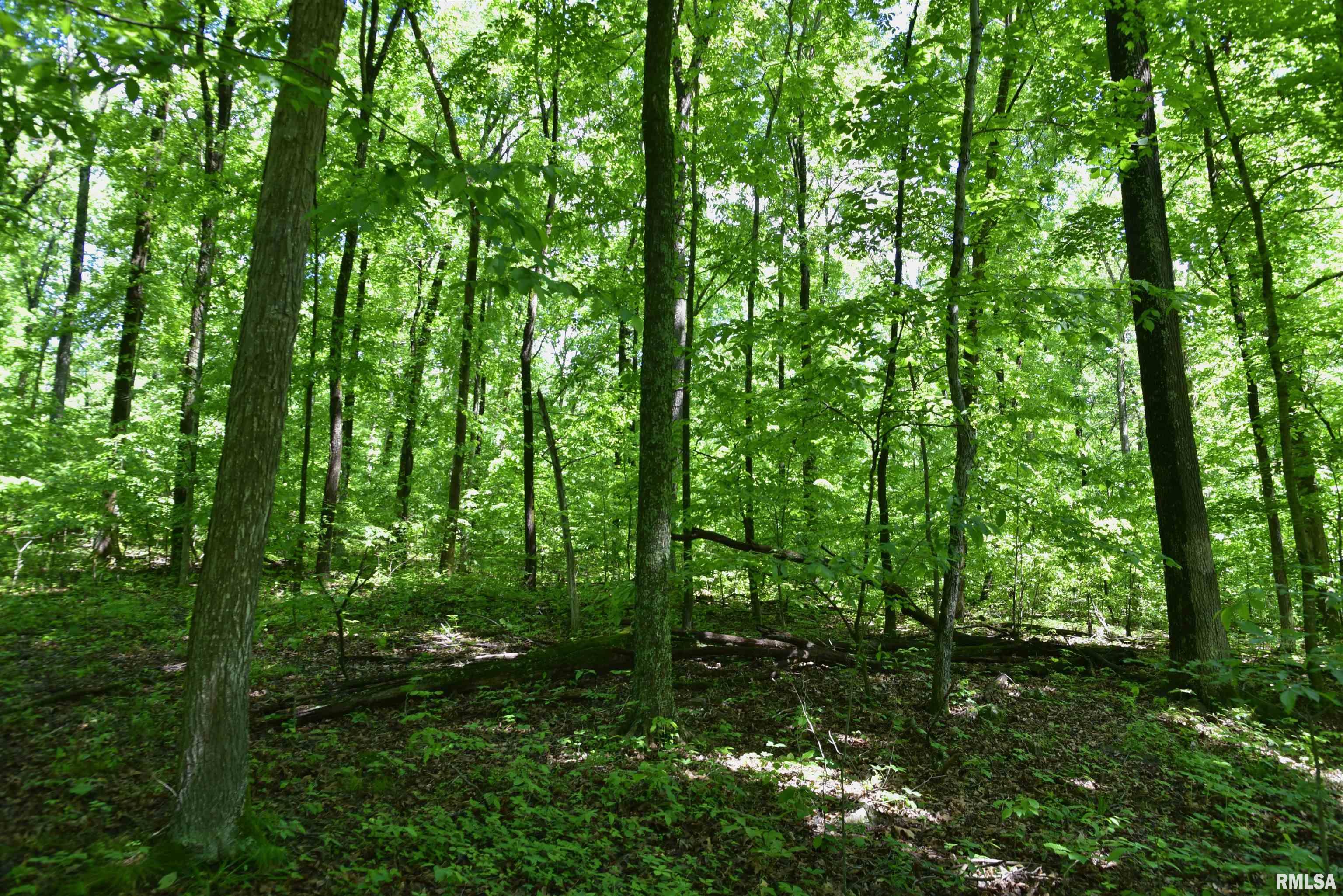 2600 Pleasant Ridge Road Vienna, IL 62995 - Photo 10 of 18