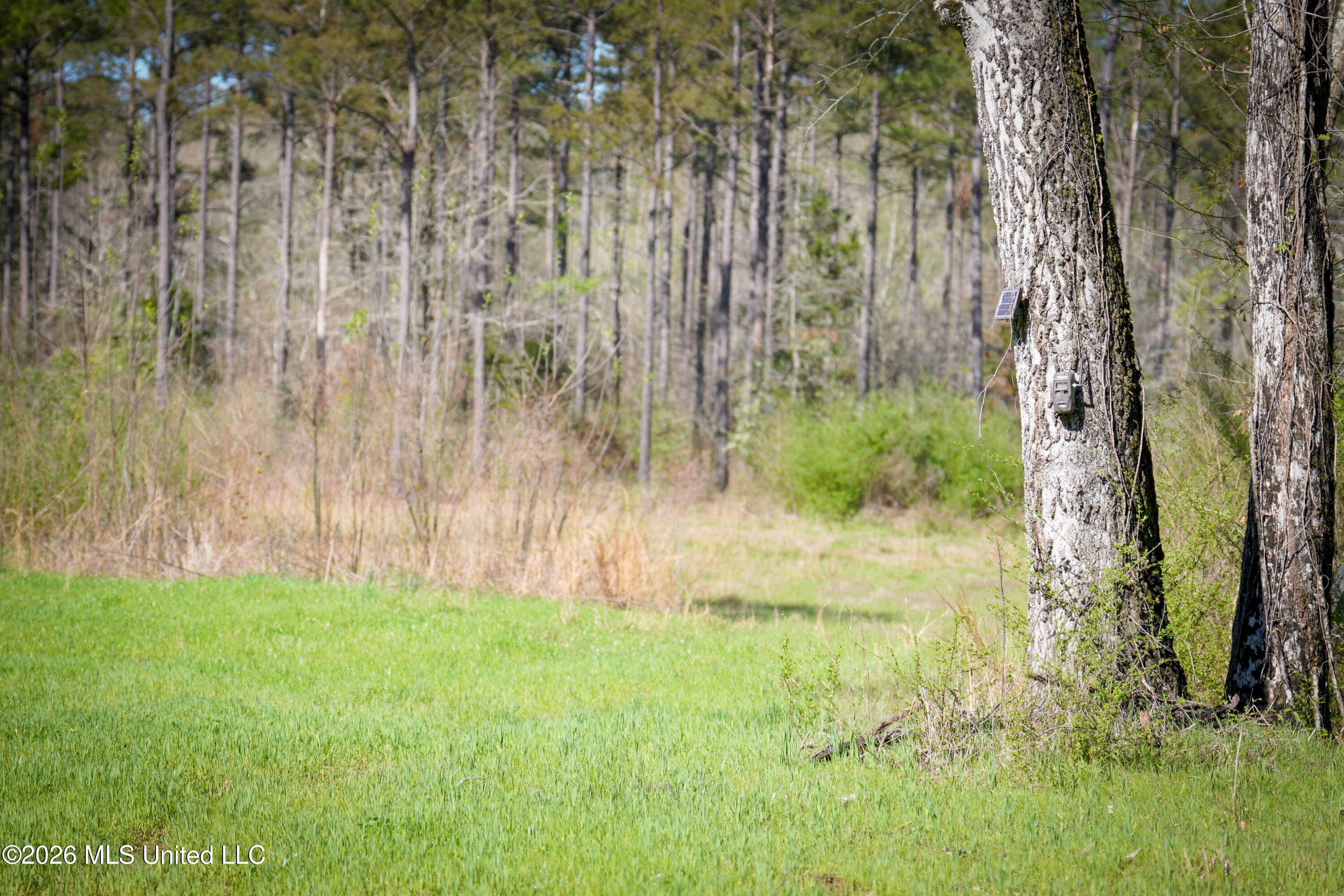 0 North Putnam Road Pickens, MS 39146 - Photo 4 of 13 _DSC3655 (1)
