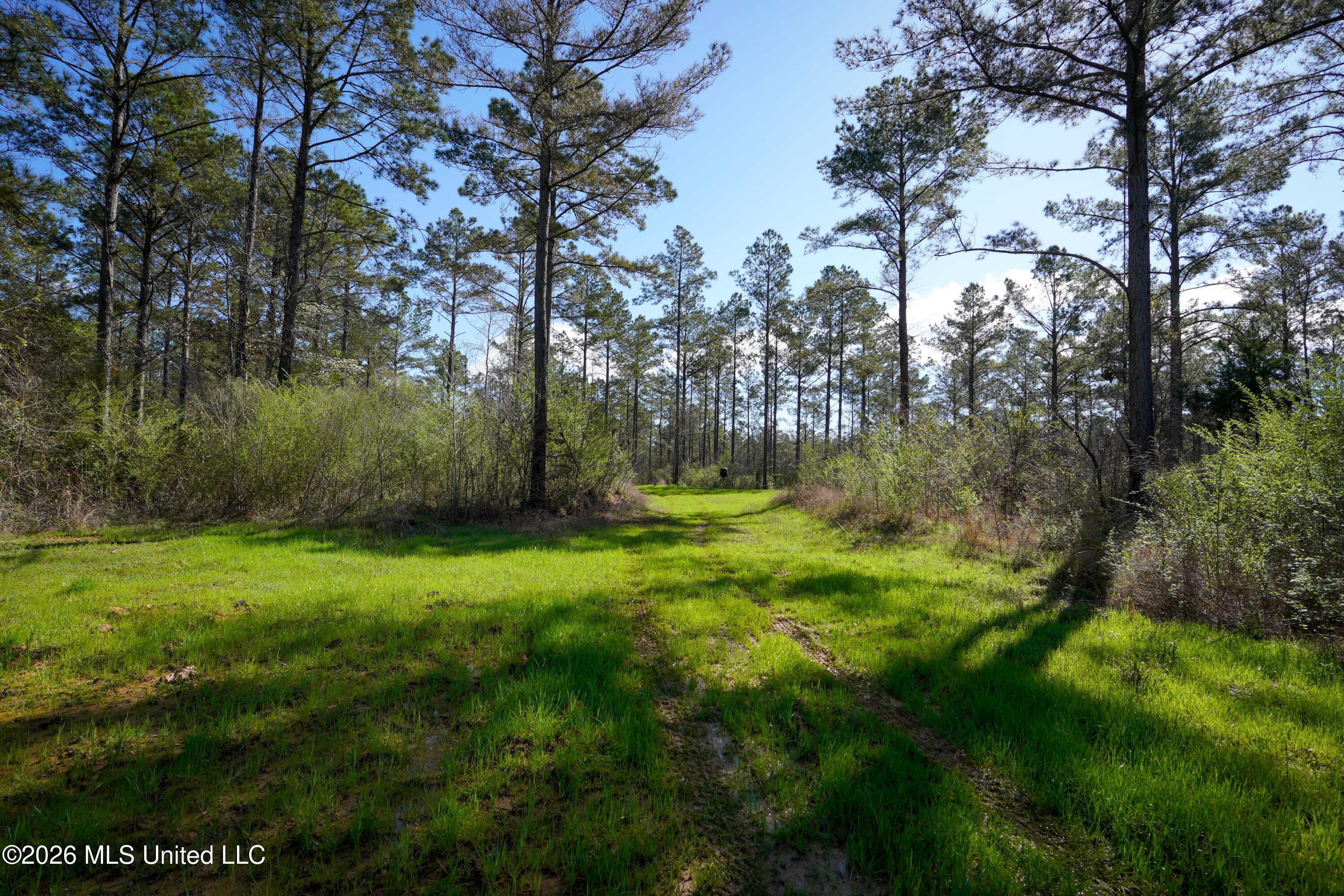 0 North Putnam Road Pickens, MS 39146 - Photo 5 of 13 _DSC3656 (1)