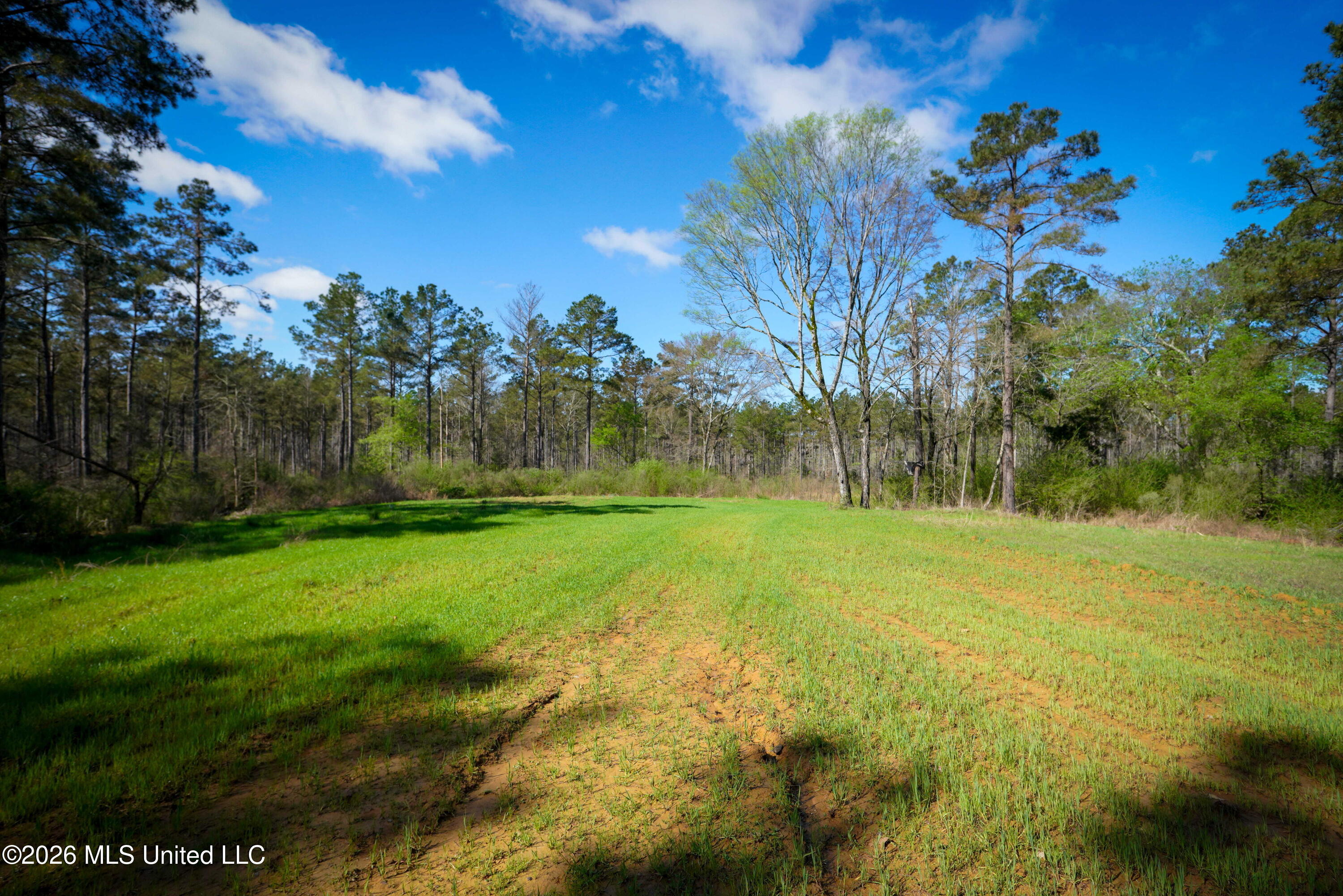 0 North Putnam Road Pickens, MS 39146 - Photo 6 of 13 _DSC3657 (1)