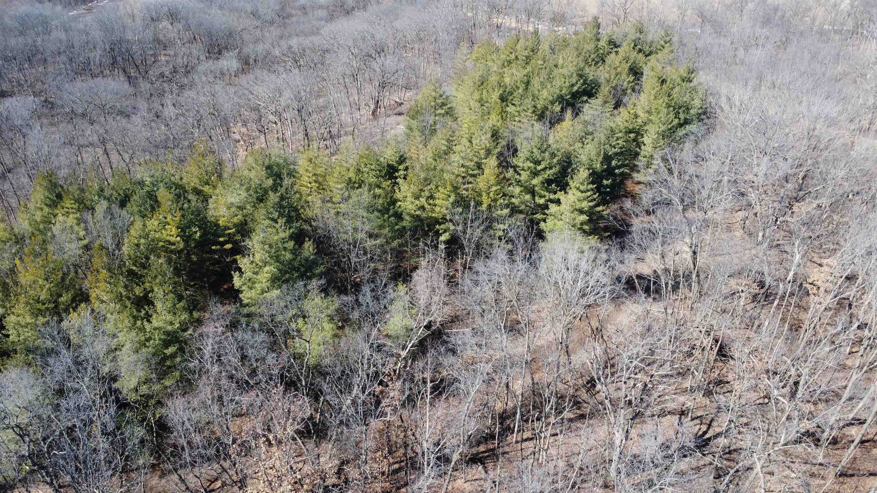 25 Ac /- West Penn Corner Road Oregon, IL 61061 - Photo 5 of 15 a view of a lush green forest with large trees