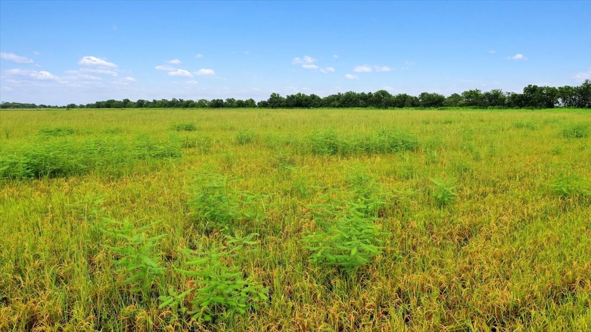0 Old Boenisch Road Garwood, TX 77442 - Photo 3 of 9