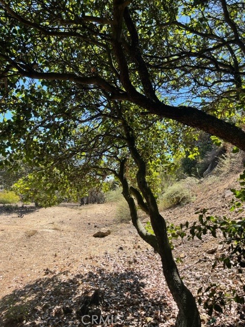 0 Subdivision 1033 Los Angeles, CA 90077 - Photo 4 of 7 a view of a tree with a tree