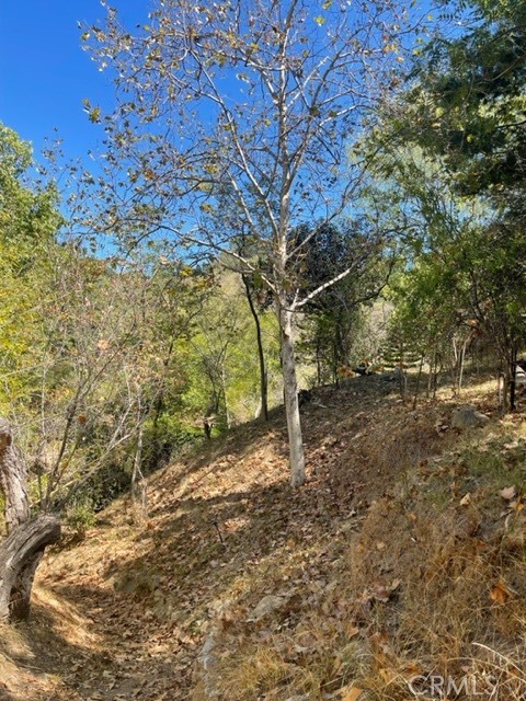 0 Subdivision 1033 Los Angeles, CA 90077 - Photo 5 of 7 a view of a yard with a tree