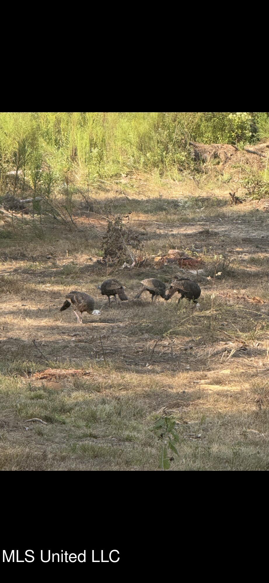 2 Edwards Road Carthage, MS 39051 - Photo 13 of 18 IMG_2072