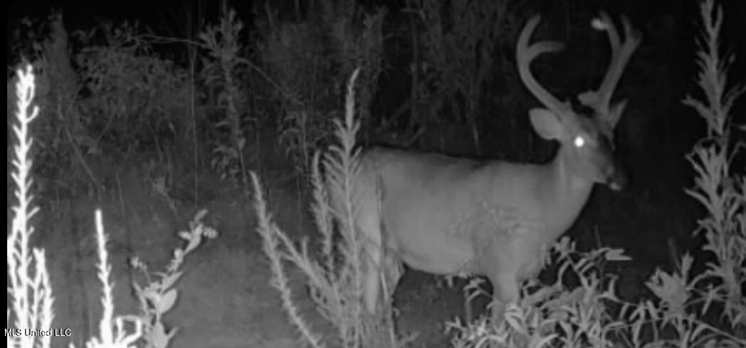 2 Edwards Road Carthage, MS 39051 - Photo 15 of 18 IMG_2069