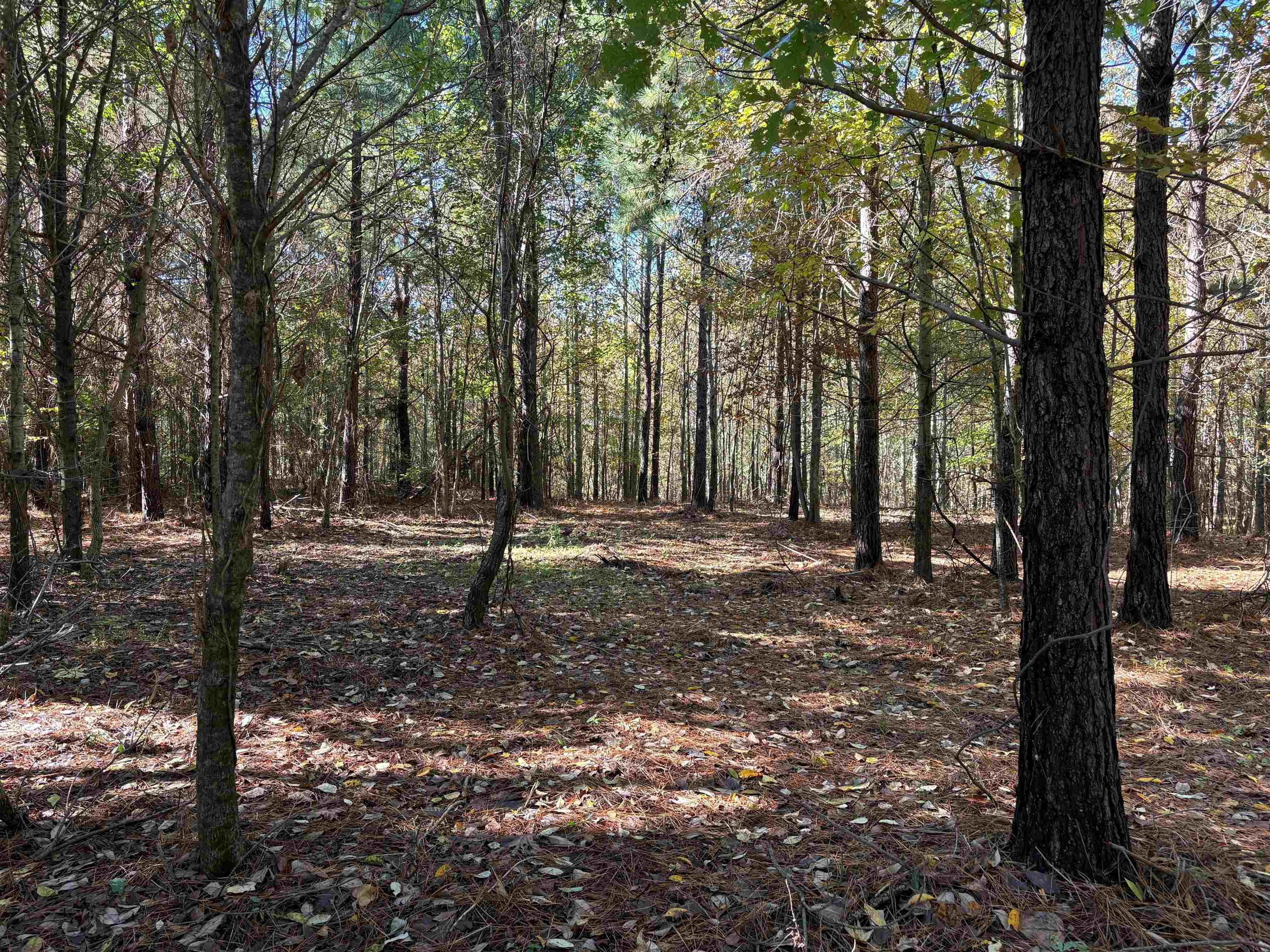 0 Bethuel Road, Unit LOT 12 Millington, TN 38053 - Photo 8 of 16 a view of outdoor space with trees