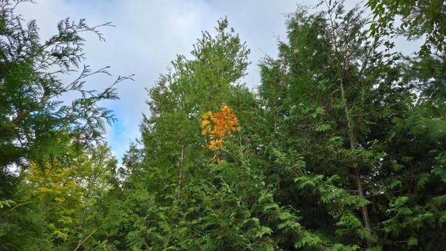 Lot 6 Wildwood Road Ellison Bay, WI 54210 - Photo 6 of 55