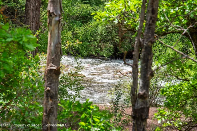 a view of a lush green forest