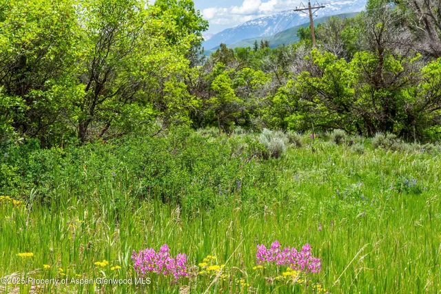 a view of a yard with plants and trees