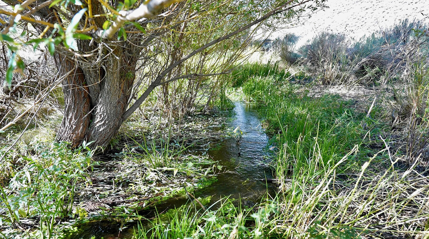 Tbd Slaughterhouse Creek Road Bellevue, ID 83313 - Photo 33 of 56 033-spirit-woman