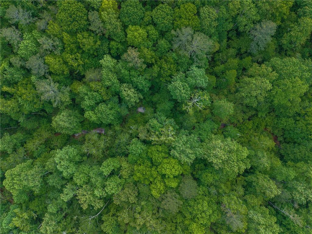 392 London Road Ball Ground, GA 30107 - Photo 49 of 53 a view of a lush green forest with lots of trees