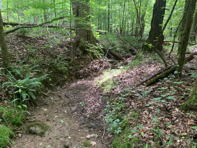 a view of a garden with plants and large trees