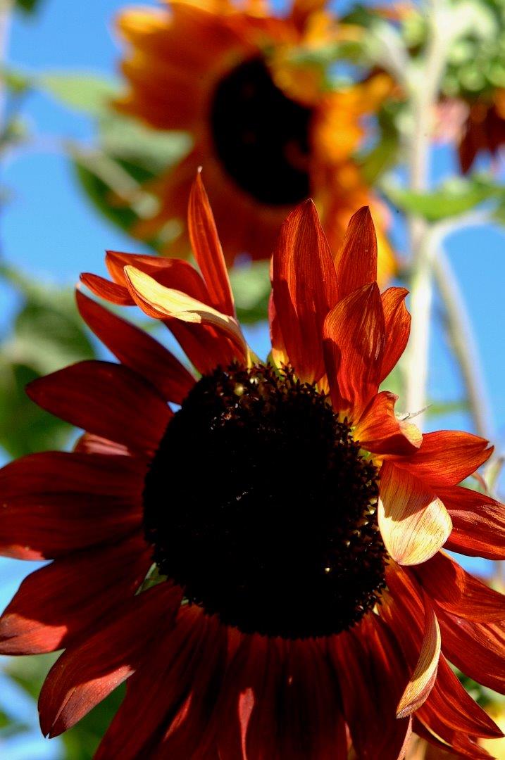 12950 Robleda Road Los Altos Hills, CA 94022 - Photo 29 of 39 a view of an outdoor space and a window