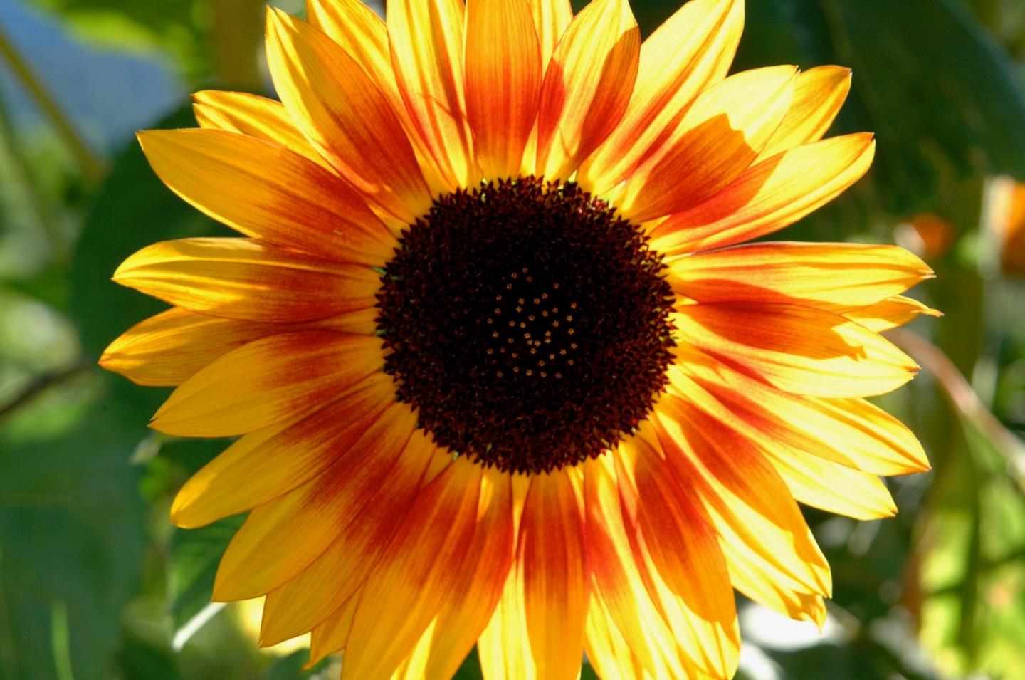 12950 Robleda Road Los Altos Hills, CA 94022 - Photo 30 of 39 a close up of a blue wall