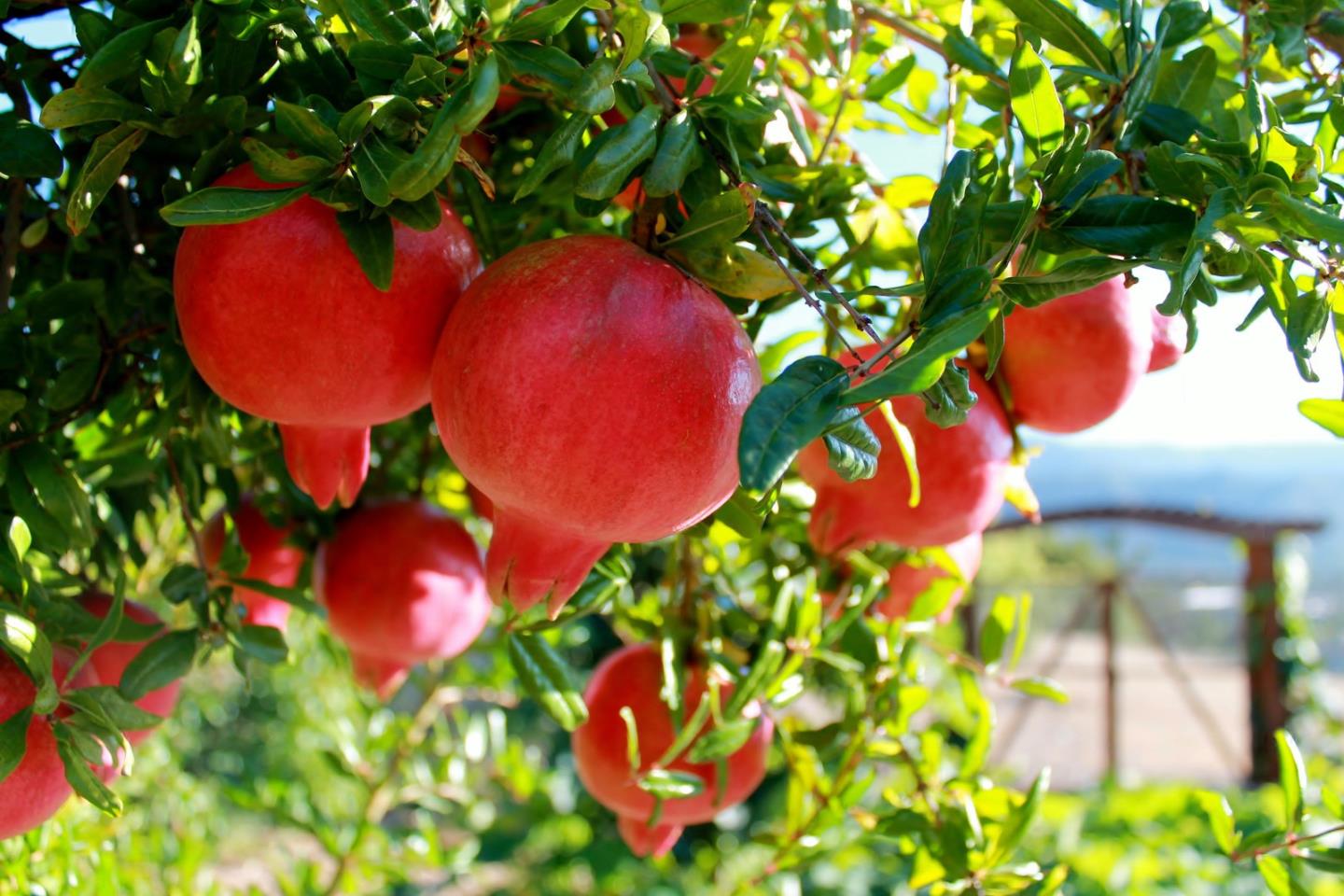 12950 Robleda Road Los Altos Hills, CA 94022 - Photo 32 of 39 a view of a tree with plants