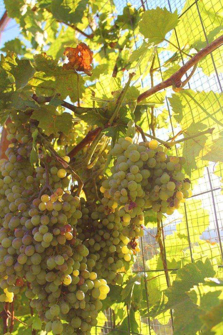 12950 Robleda Road Los Altos Hills, CA 94022 - Photo 33 of 39 a backyard of a tree