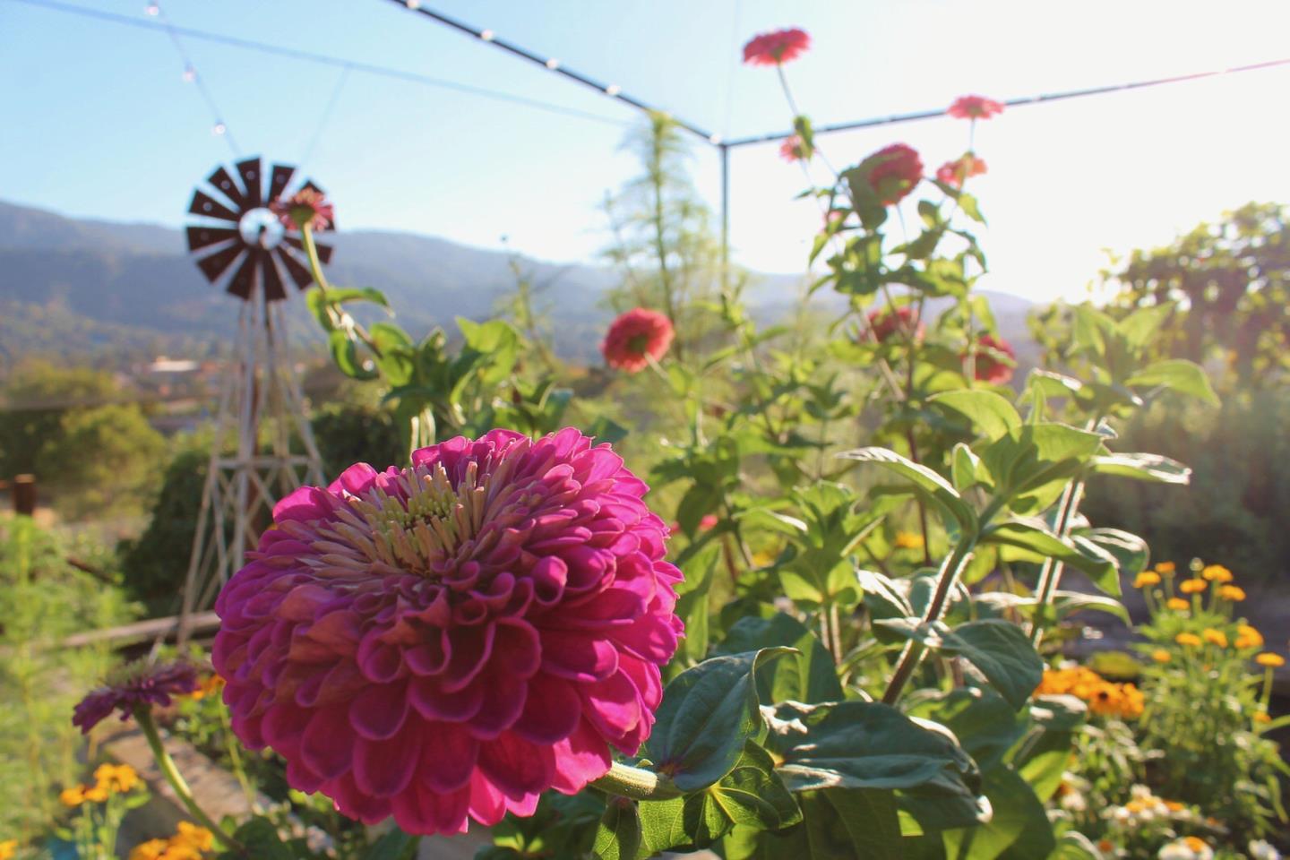 12950 Robleda Road Los Altos Hills, CA 94022 - Photo 34 of 39 a view of a flower