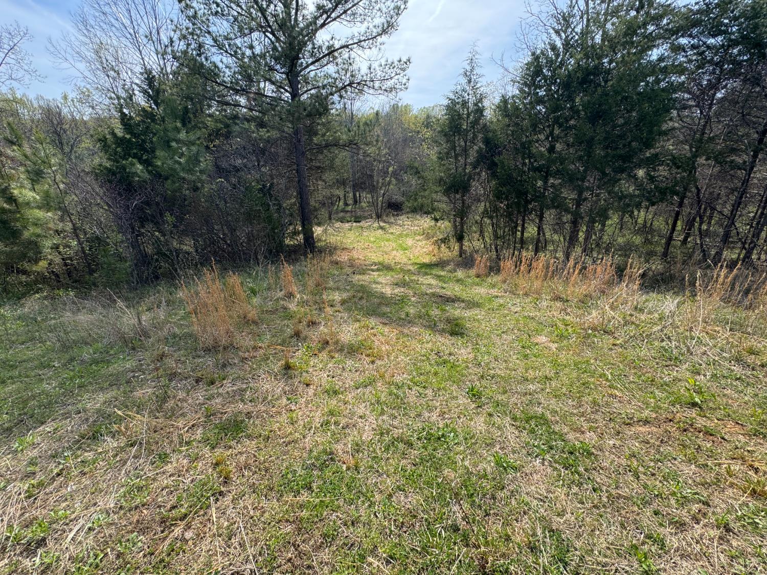 0 Old Courthouse Road Appomattox, VA 24522 - Photo 21 of 55 a view of a yard with a tree