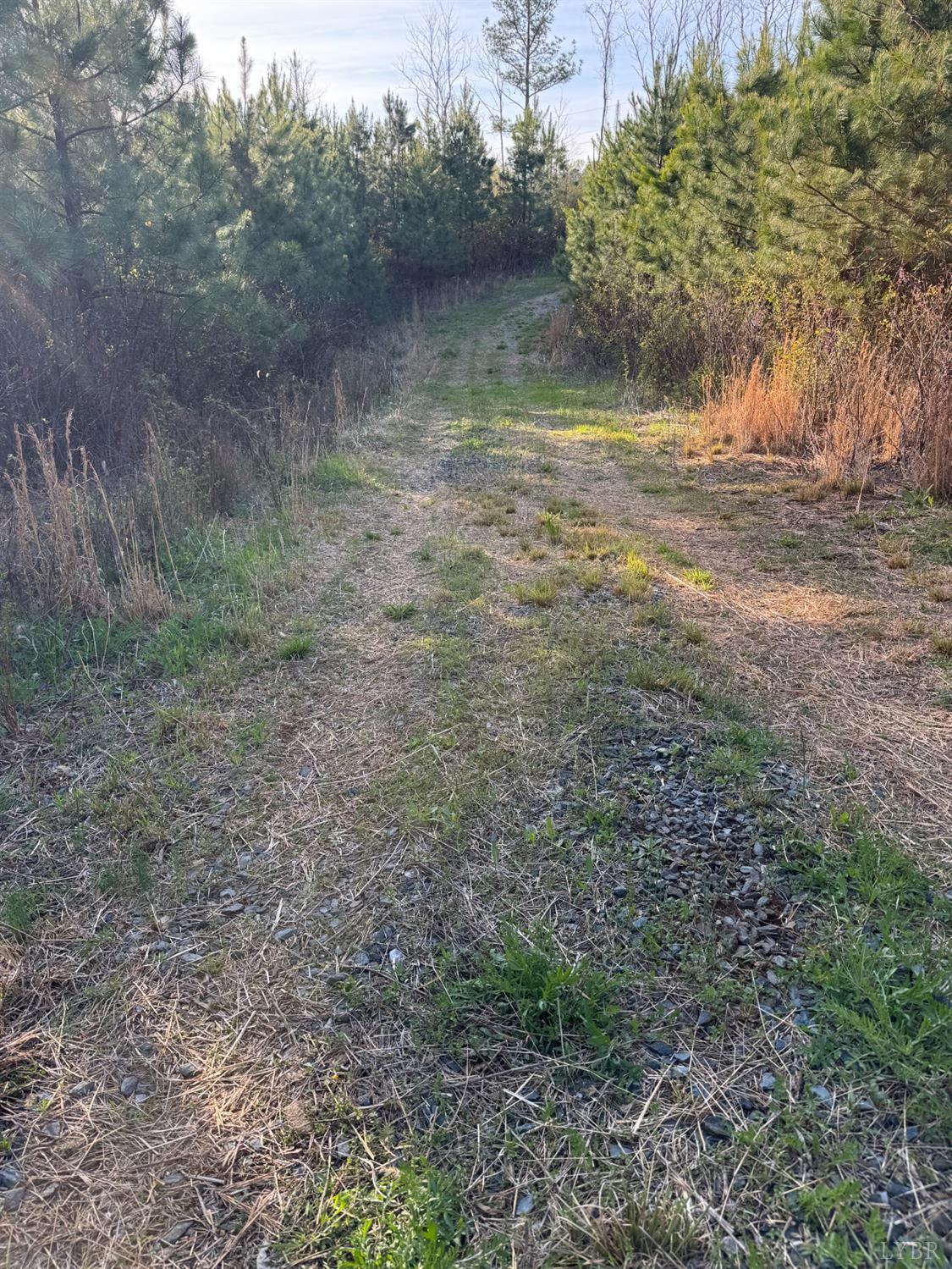 0 Old Courthouse Road Appomattox, VA 24522 - Photo 23 of 55 a view of a plants in a yard