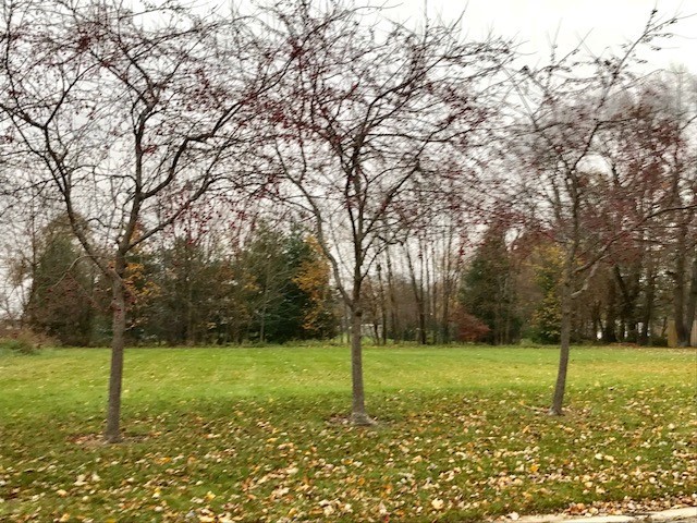 a view of a trees with a park