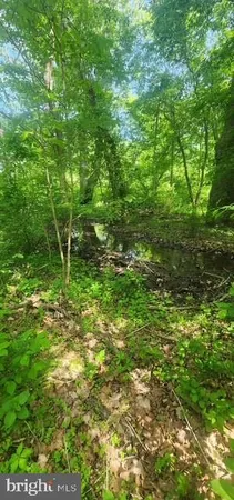 a view of a yard with plants and large trees