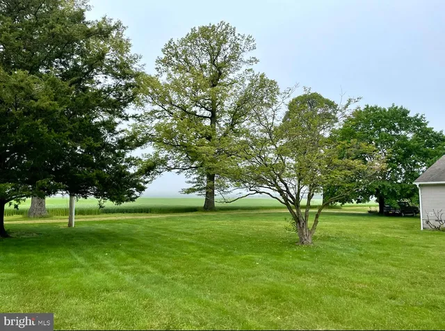 a view of a trees with a big yard