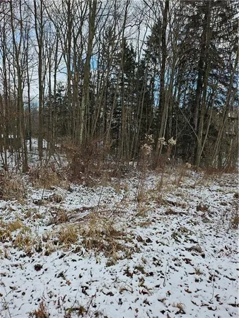 a view of a yard with trees