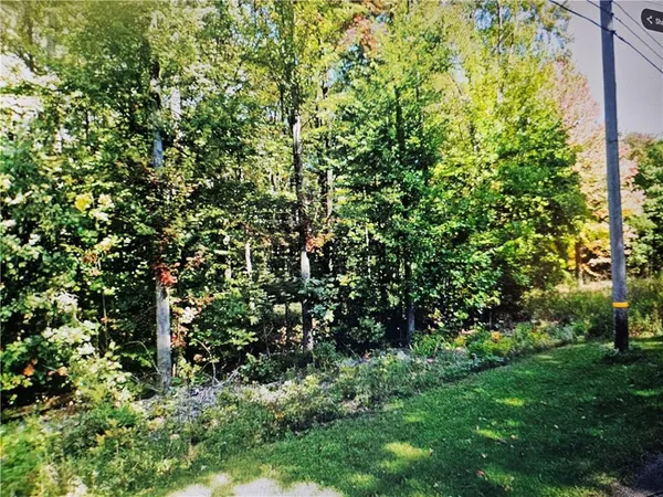 a view of a yard with plants and large trees