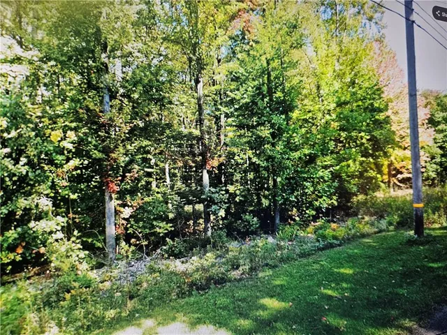 a view of a yard with plants and large trees
