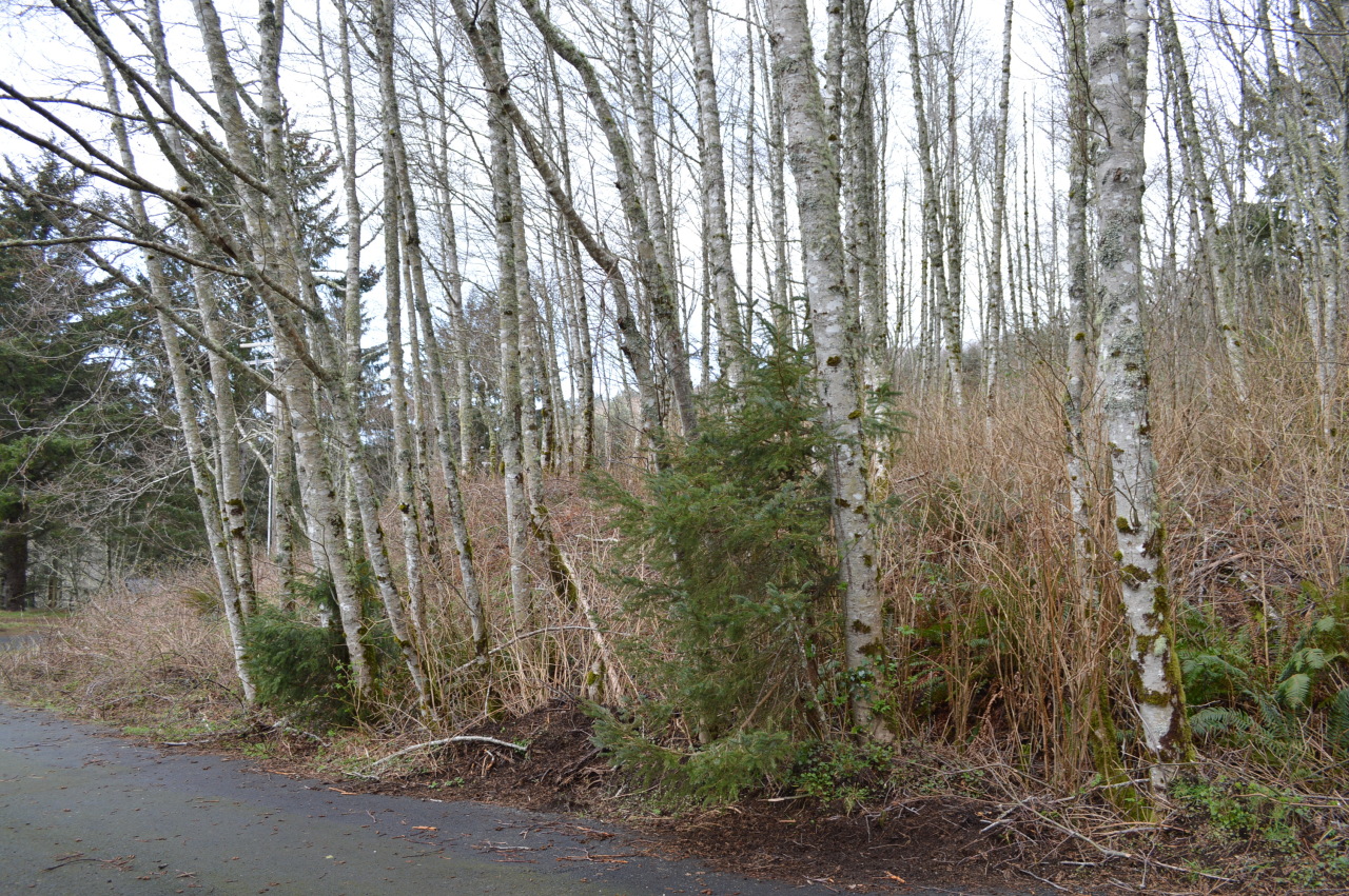 309 Brooten Hill Road Pacific City, OR 97135 - Photo 3 of 3 Lot from Street