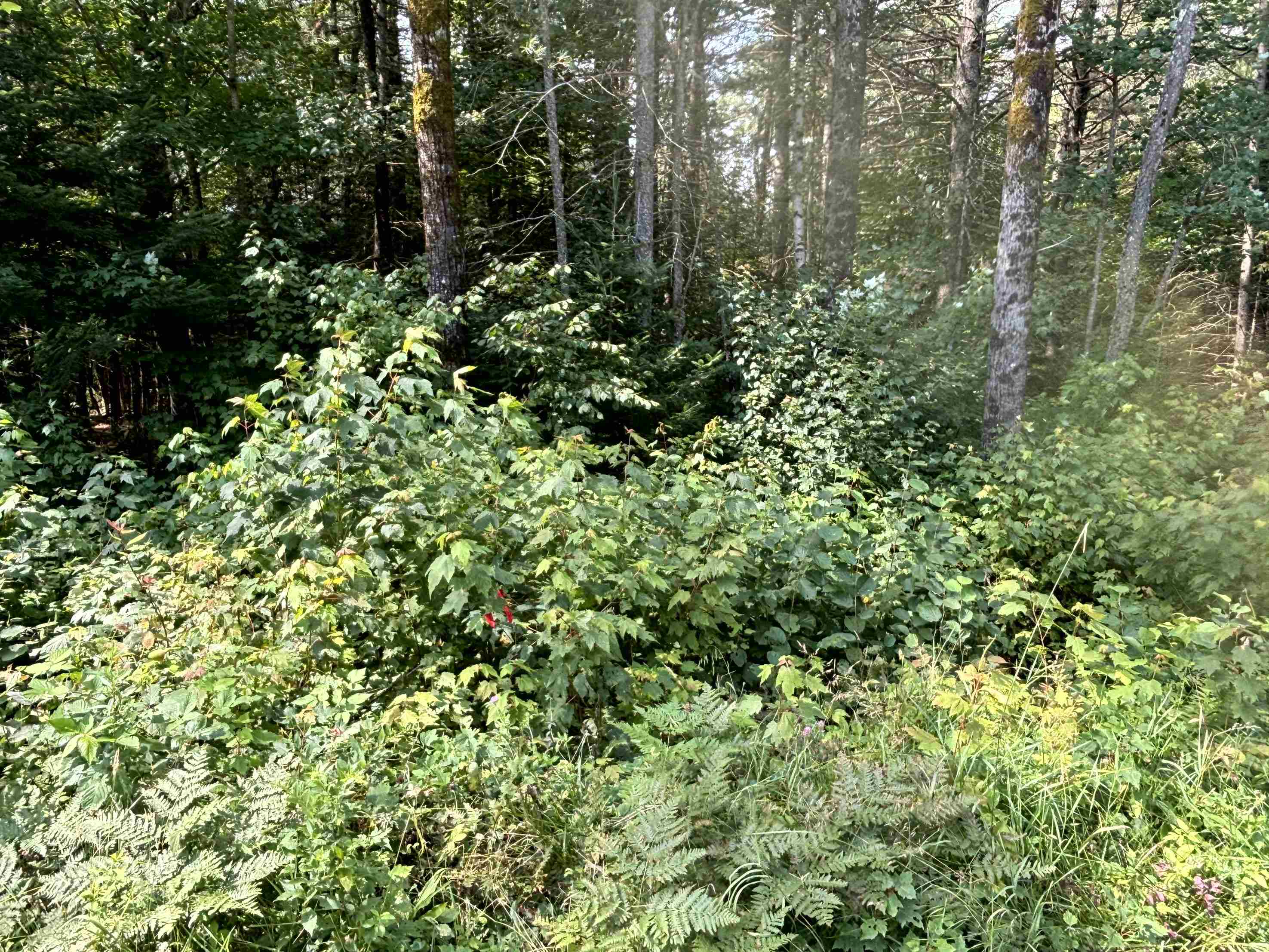 0 Gideons Mill Road Island Pond, VT 05846 - Photo 3 of 17 Gallery Image 3