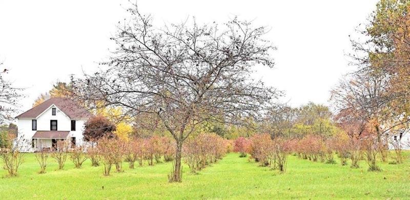 207 Mc Ewen Road Mercer, PA 16137 - Photo 2 of 23 Blueberries bushes