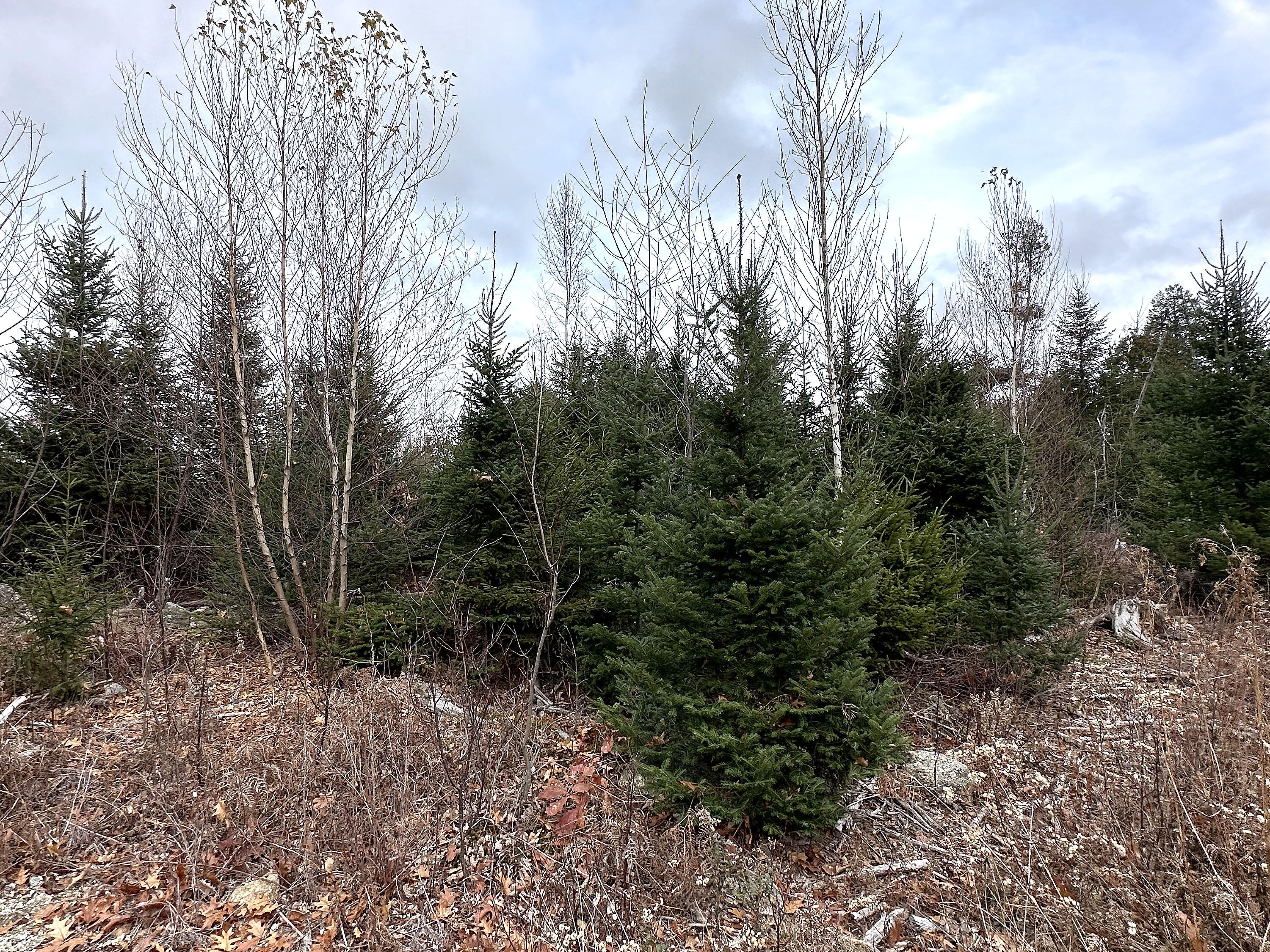 533 A Range Road Blue Hill, ME 04614 - Photo 7 of 26 533A RangeRoad_006