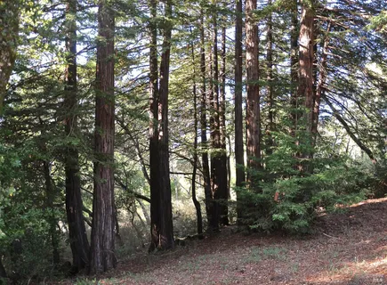 $19,000,000 | 128 Ridgecrest Road, Kentfield, CA 94904