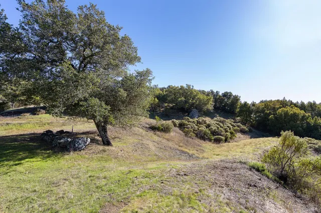 a view of a tree in a field with a tree