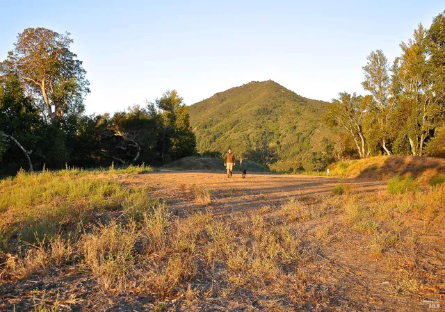 a view of a forest with trees in the background