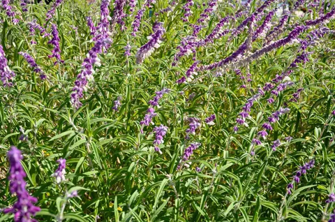 $19,000,000 | 128 Ridgecrest Road, Kentfield, CA 94904