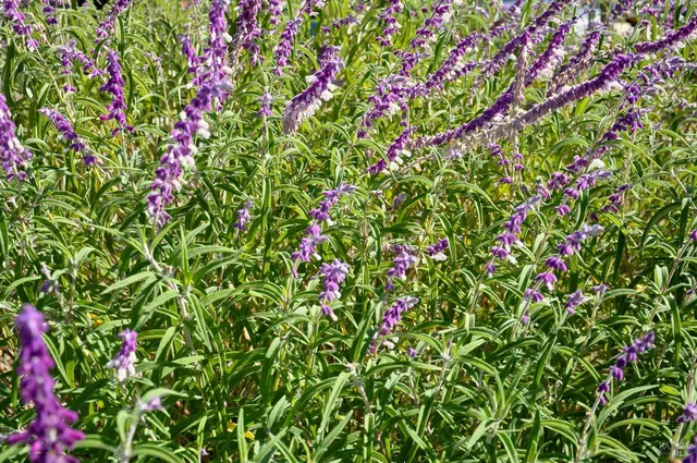 $19,000,000 | 128 Ridgecrest Road, Kentfield, CA 94904