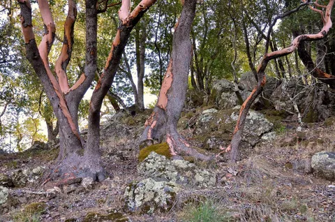 $19,000,000 | 128 Ridgecrest Road, Kentfield, CA 94904