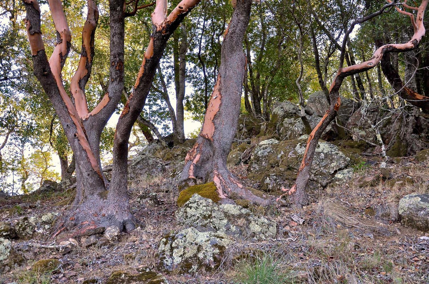 128 Ridgecrest Road Kentfield, CA 94904 - Photo 62 of 69