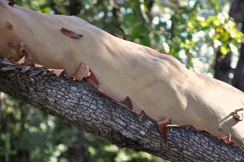 $19,000,000 | 128 Ridgecrest Road, Kentfield, CA 94904