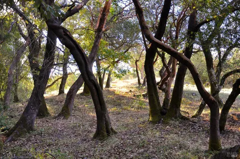 $19,000,000 | 128 Ridgecrest Road, Kentfield, CA 94904