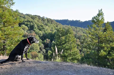 $19,000,000 | 128 Ridgecrest Road, Kentfield, CA 94904