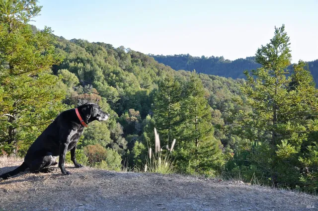 $19,000,000 | 128 Ridgecrest Road, Kentfield, CA 94904