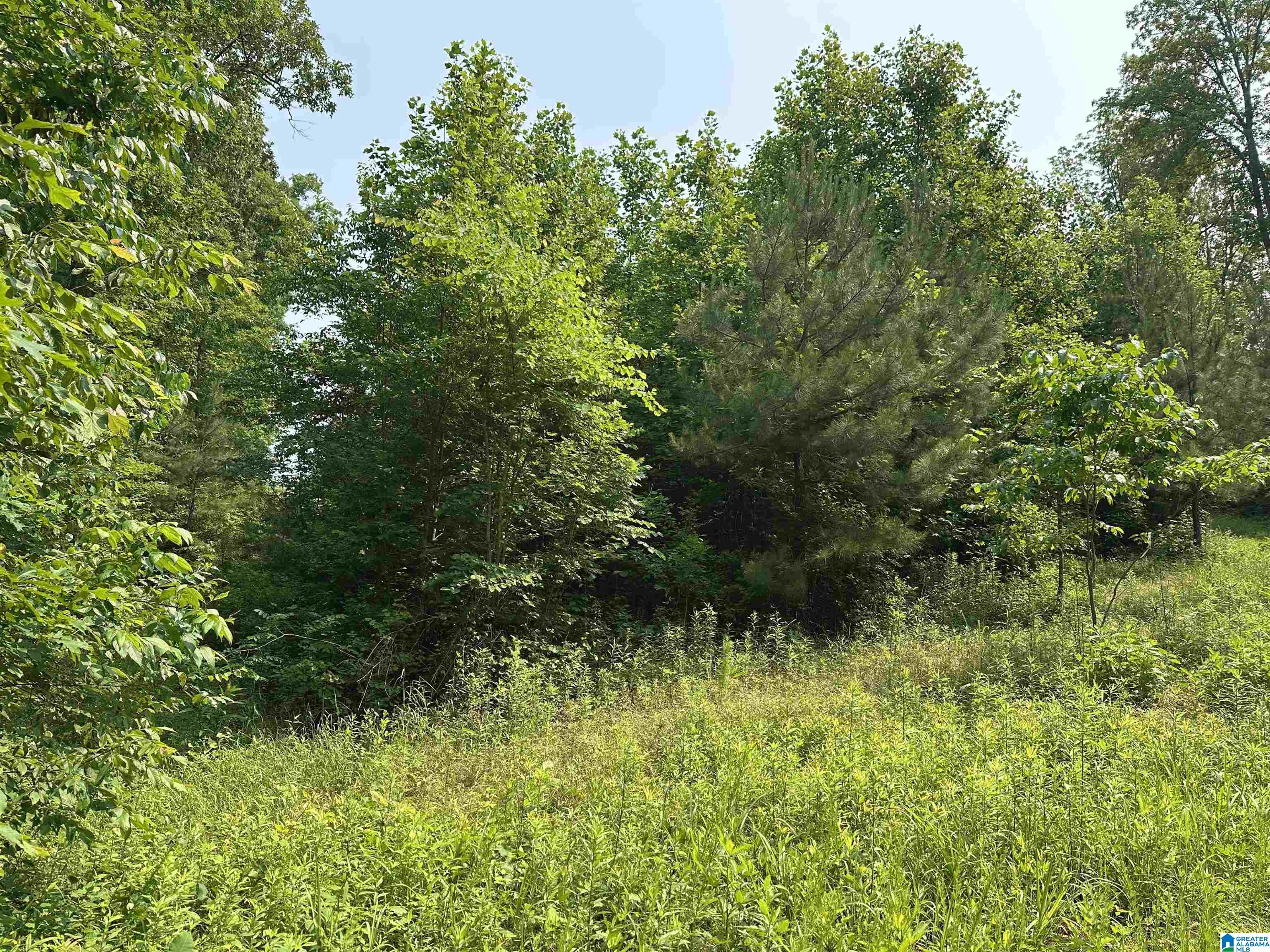 0 County Road 25 Heflin, AL 36264 - Photo 4 of 8